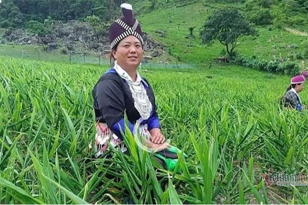 Gừng ế đầy đồi: 5.000 đồng/kg không ai mua, chủ tịch xã viết thư kêu cứu-1