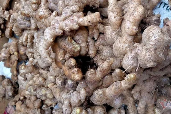 Gừng ế đầy đồi: 5.000 đồng/kg không ai mua, chủ tịch xã viết thư kêu cứu-2