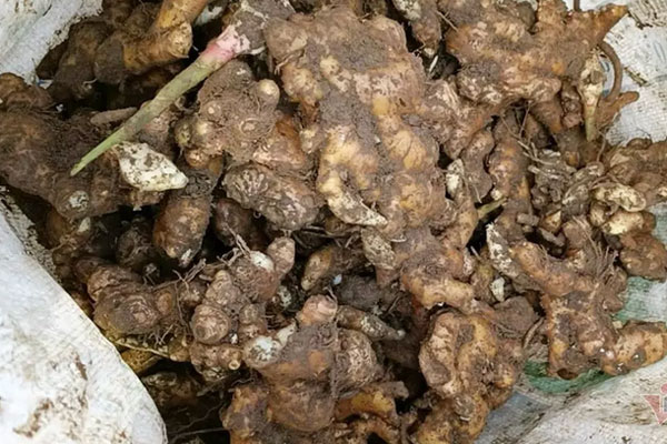 Gừng ế đầy đồi: 5.000 đồng/kg không ai mua, chủ tịch xã viết thư kêu cứu-3