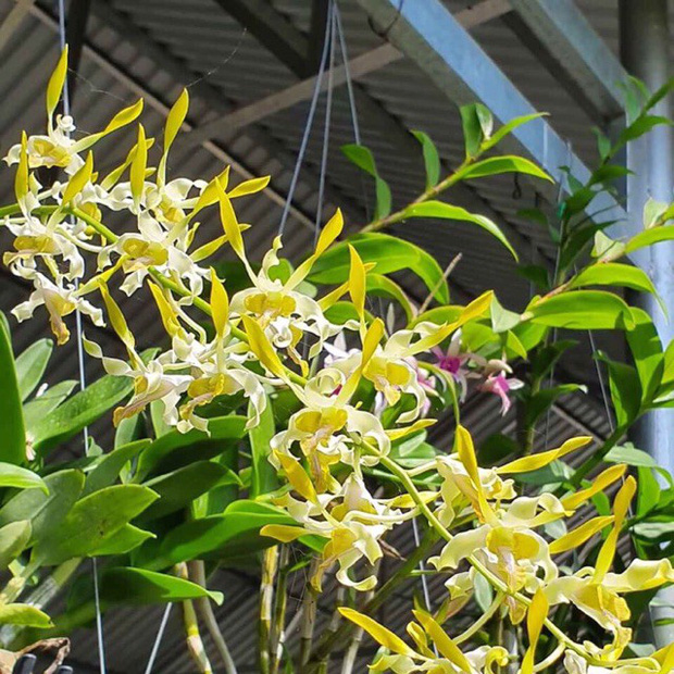 4 loại hoa đẹp đến mấy cũng cấm kỵ cắm trên bàn thờ kẻo mạo phạm bề trên, vận hạn cũng từ đây mà giáng xuống-1