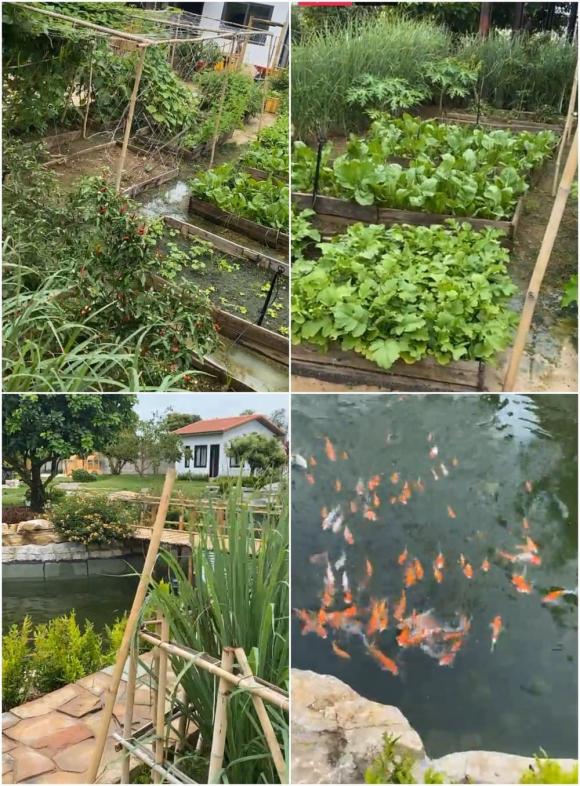 Trường Giang gây choáng khi khoe không gian vườn quý như vàng và hồ cá Koi bạc tỉ-6