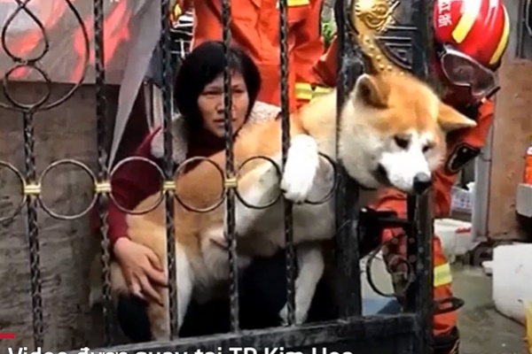 Clip: Chú chó bị bỏ quên giữa vịnh Hạ Long, tự bơi tới thuyền du khách để cầu cứu-2