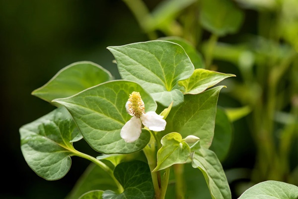 Loại rau ở Việt Nam mọc dại, sang Nhật được quý trọng dùng làm trà giải độc, chống lão hóa-2