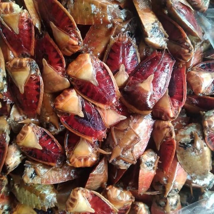 Điểm mặt 3 loại côn trùng đang vào mùa, được dân nhậu” lùng mua ráo riết-4