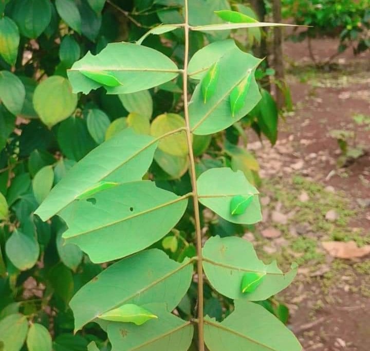 Điểm mặt 3 loại côn trùng đang vào mùa, được dân nhậu” lùng mua ráo riết-5