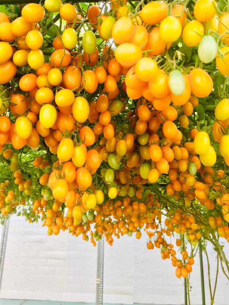 Với 5 triệu đồng, mẹ đảm Sài Gòn phủ kín sân thượng chỉ 50m² các loại trái ngọt, quanh năm sai trĩu cành-1