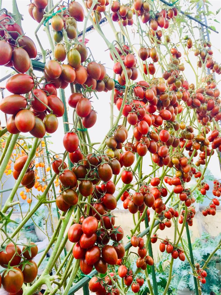 Với 5 triệu đồng, mẹ đảm Sài Gòn phủ kín sân thượng chỉ 50m² các loại trái ngọt, quanh năm sai trĩu cành-3