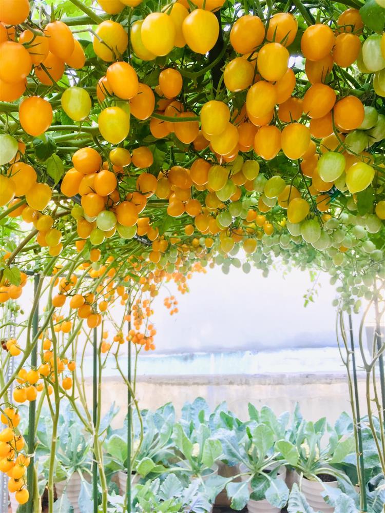 Với 5 triệu đồng, mẹ đảm Sài Gòn phủ kín sân thượng chỉ 50m² các loại trái ngọt, quanh năm sai trĩu cành-4