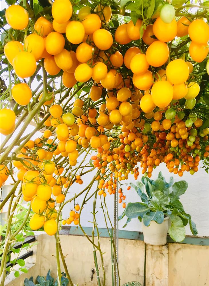 Với 5 triệu đồng, mẹ đảm Sài Gòn phủ kín sân thượng chỉ 50m² các loại trái ngọt, quanh năm sai trĩu cành-5