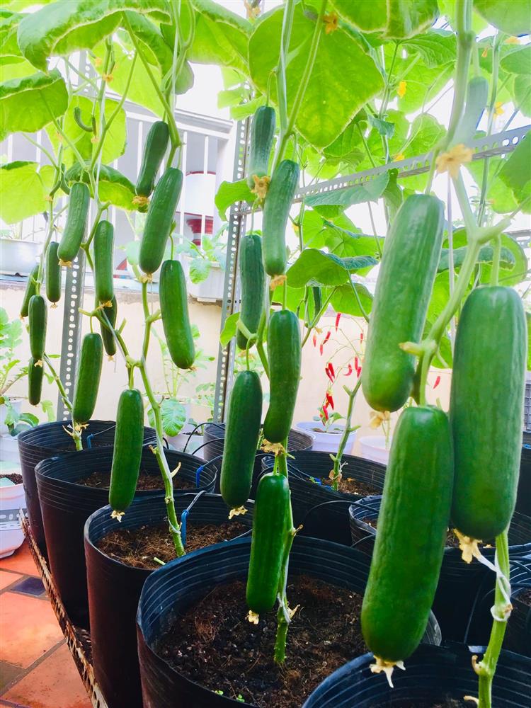 Với 5 triệu đồng, mẹ đảm Sài Gòn phủ kín sân thượng chỉ 50m² các loại trái ngọt, quanh năm sai trĩu cành-8