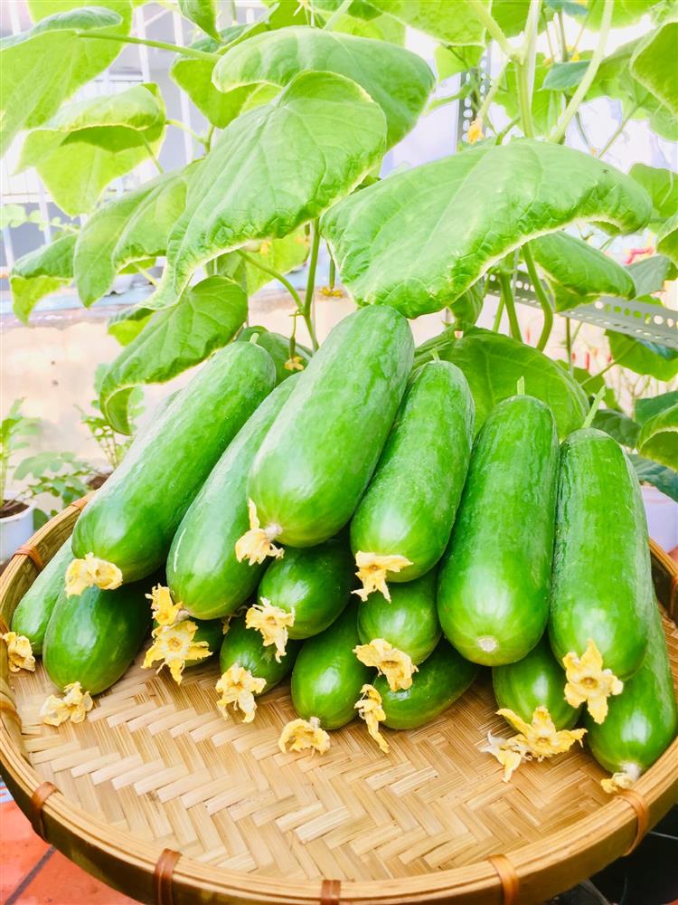 Với 5 triệu đồng, mẹ đảm Sài Gòn phủ kín sân thượng chỉ 50m² các loại trái ngọt, quanh năm sai trĩu cành-9