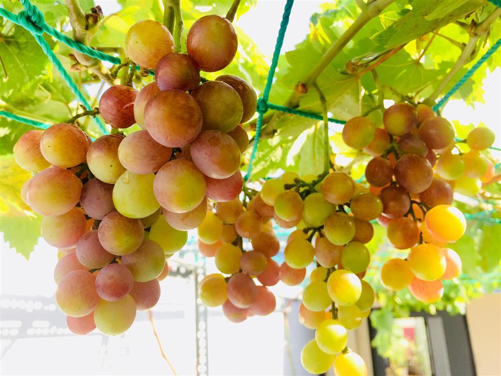 Với 5 triệu đồng, mẹ đảm Sài Gòn phủ kín sân thượng chỉ 50m² các loại trái ngọt, quanh năm sai trĩu cành-12