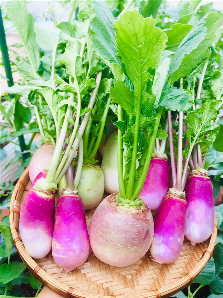 Với 5 triệu đồng, mẹ đảm Sài Gòn phủ kín sân thượng chỉ 50m² các loại trái ngọt, quanh năm sai trĩu cành-13