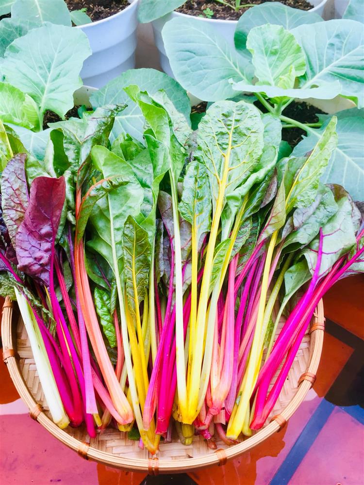 Với 5 triệu đồng, mẹ đảm Sài Gòn phủ kín sân thượng chỉ 50m² các loại trái ngọt, quanh năm sai trĩu cành-16