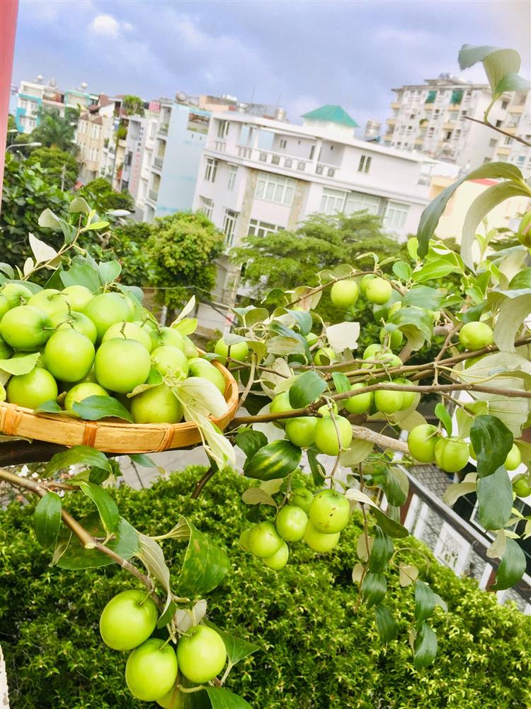 Với 5 triệu đồng, mẹ đảm Sài Gòn phủ kín sân thượng chỉ 50m² các loại trái ngọt, quanh năm sai trĩu cành-17
