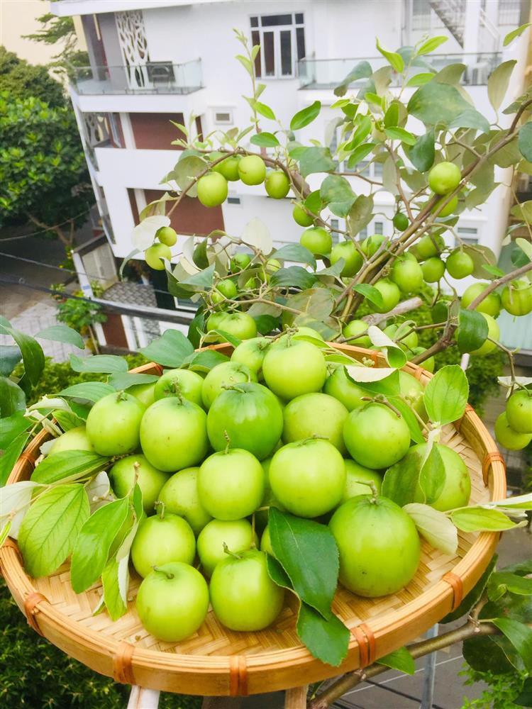 Với 5 triệu đồng, mẹ đảm Sài Gòn phủ kín sân thượng chỉ 50m² các loại trái ngọt, quanh năm sai trĩu cành-18