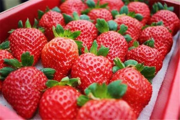 Khi rửa dâu, một số người cho thêm muối, một số cho thêm bột mì! Hướng dẫn bạn cách làm đúng, trứng côn trùng và thuốc trừ sâu hết sạch-7