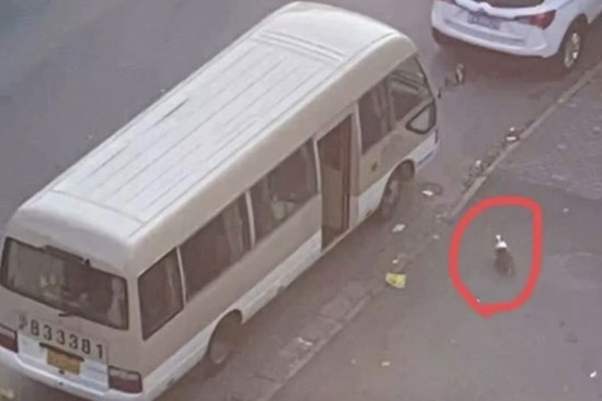 Chủ thành F0, chó corgi bị đánh chết tại Trung Quốc