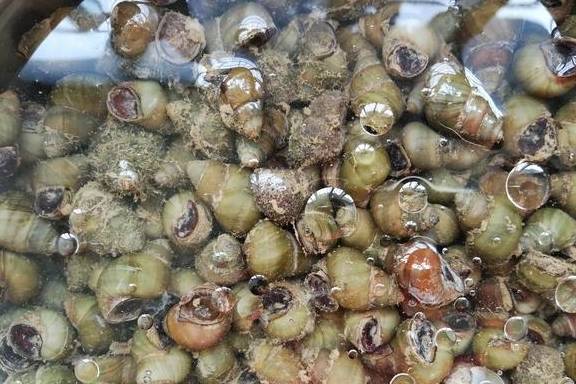 Chán ốc luộc thì làm ngay món ốc xào cay ngon đúng điệu, thơm nồng đã miệng-2