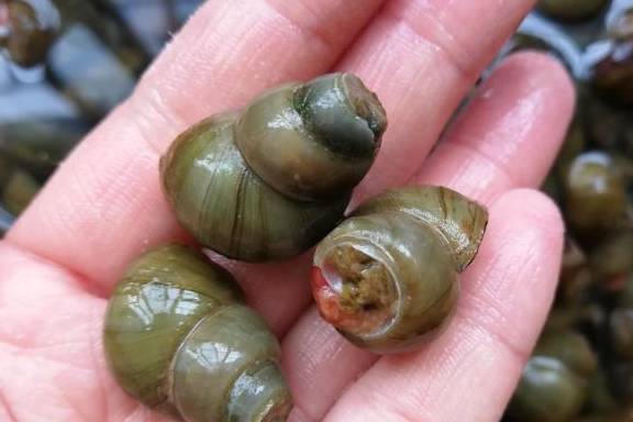 Chán ốc luộc thì làm ngay món ốc xào cay ngon đúng điệu, thơm nồng đã miệng-4