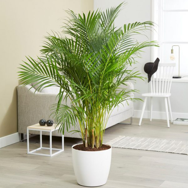 3 loại cây được ví như Thần Tài, cứ trồng trước cửa là kéo tài lộc vào nhà-1