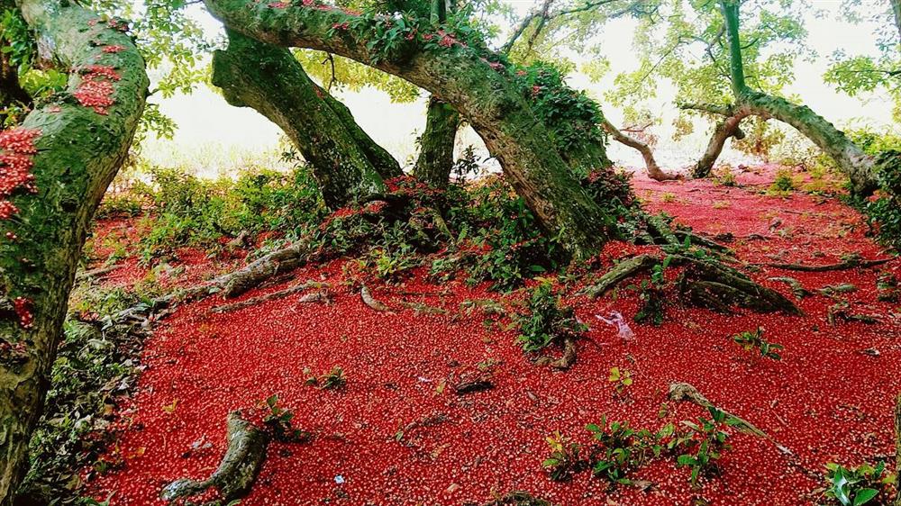 Bí ẩn mộ cổ con gái Vua Hùng nằm giữa gò lộc vừng và huyền tích về kho vàng được trấn giữ nghìn năm bởi con số 68 linh thiêng-10