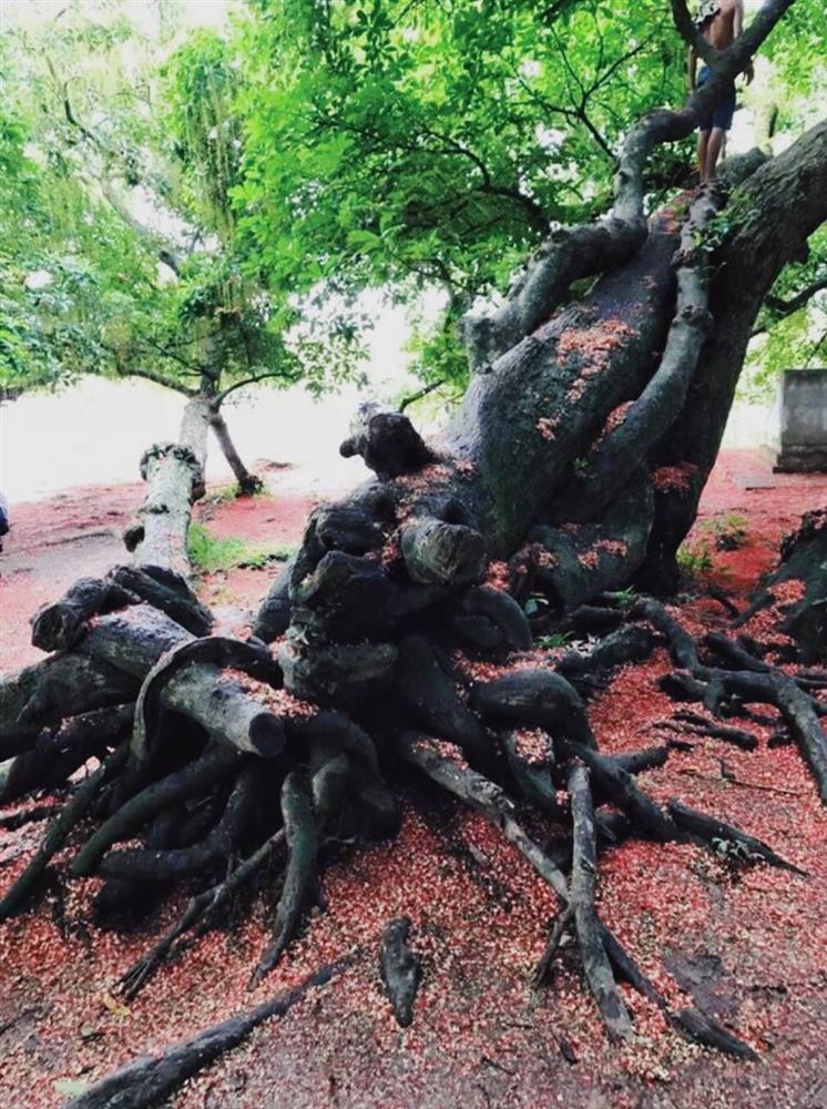 Bí ẩn mộ cổ con gái Vua Hùng nằm giữa gò lộc vừng và huyền tích về kho vàng được trấn giữ nghìn năm bởi con số 68 linh thiêng-11