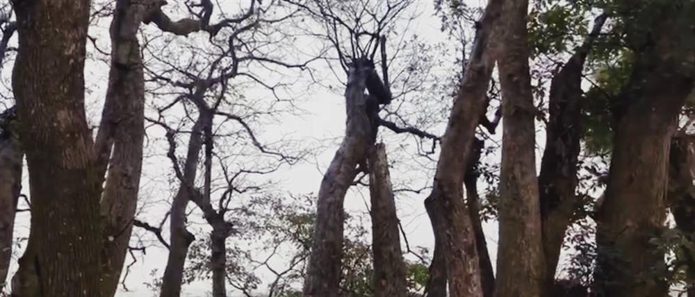 Bí ẩn mộ cổ con gái Vua Hùng nằm giữa gò lộc vừng và huyền tích về kho vàng được trấn giữ nghìn năm bởi con số 68 linh thiêng-3