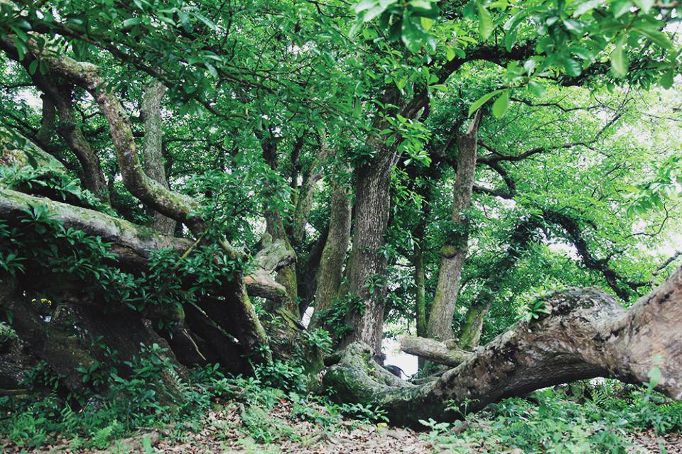 Bí ẩn mộ cổ con gái Vua Hùng nằm giữa gò lộc vừng và huyền tích về kho vàng được trấn giữ nghìn năm bởi con số 68 linh thiêng-6