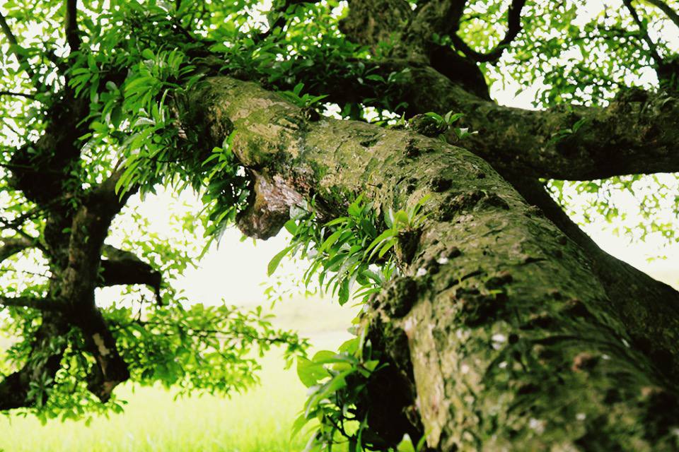 Bí ẩn mộ cổ con gái Vua Hùng nằm giữa gò lộc vừng và huyền tích về kho vàng được trấn giữ nghìn năm bởi con số 68 linh thiêng-7