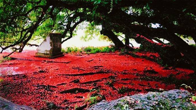 Bí ẩn mộ cổ con gái Vua Hùng nằm giữa gò lộc vừng và huyền tích về kho vàng được trấn giữ nghìn năm bởi con số 68 linh thiêng-8