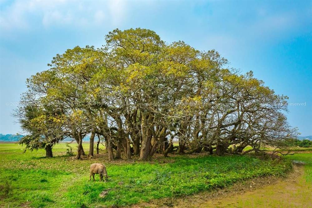 Bí ẩn mộ cổ con gái Vua Hùng nằm giữa gò lộc vừng và huyền tích về kho vàng được trấn giữ nghìn năm bởi con số 68 linh thiêng-13
