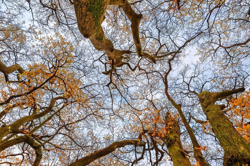 Bí ẩn mộ cổ con gái Vua Hùng nằm giữa gò lộc vừng và huyền tích về kho vàng được trấn giữ nghìn năm bởi con số 68 linh thiêng-14