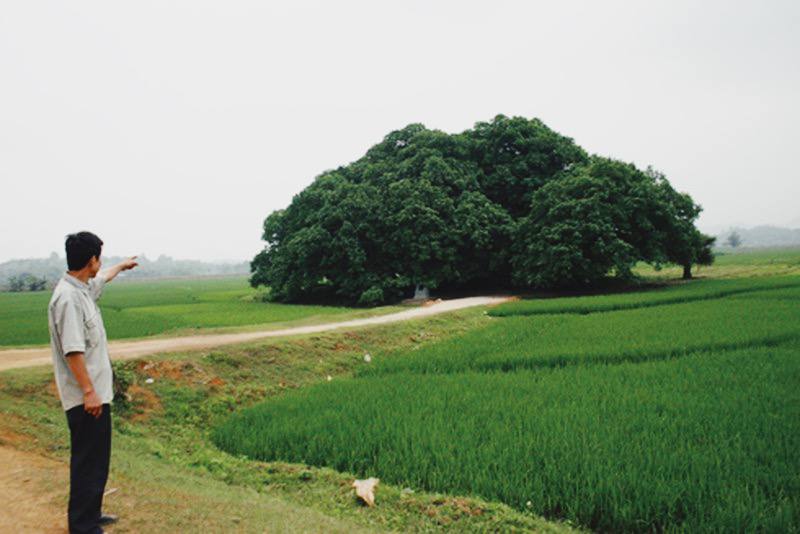 Bí ẩn mộ cổ con gái Vua Hùng nằm giữa gò lộc vừng và huyền tích về kho vàng được trấn giữ nghìn năm bởi con số 68 linh thiêng-15