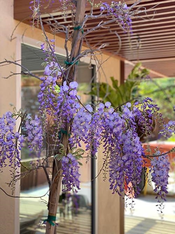 Hoa hậu Dương Mỹ Linh khoe vườn nhà trăm hoa đua nở, cây sai trĩu trái ở Mỹ-2