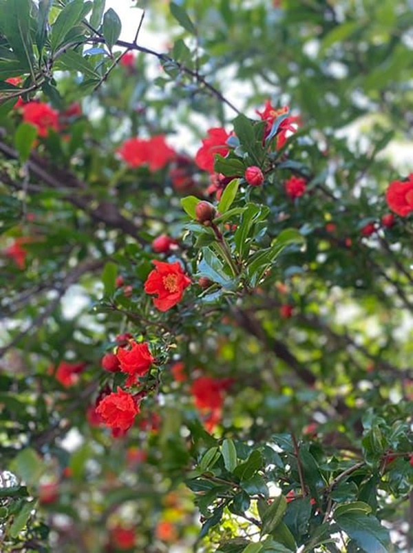 Hoa hậu Dương Mỹ Linh khoe vườn nhà trăm hoa đua nở, cây sai trĩu trái ở Mỹ-4