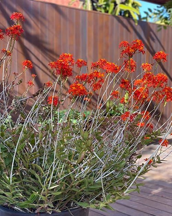 Hoa hậu Dương Mỹ Linh khoe vườn nhà trăm hoa đua nở, cây sai trĩu trái ở Mỹ-5