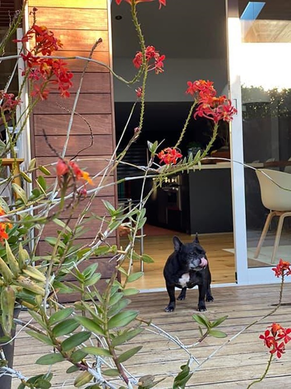 Hoa hậu Dương Mỹ Linh khoe vườn nhà trăm hoa đua nở, cây sai trĩu trái ở Mỹ-6