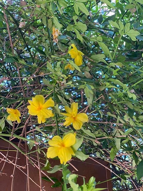 Hoa hậu Dương Mỹ Linh khoe vườn nhà trăm hoa đua nở, cây sai trĩu trái ở Mỹ-7