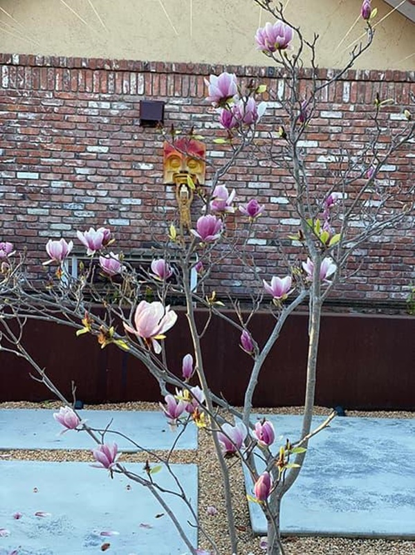 Hoa hậu Dương Mỹ Linh khoe vườn nhà trăm hoa đua nở, cây sai trĩu trái ở Mỹ-8