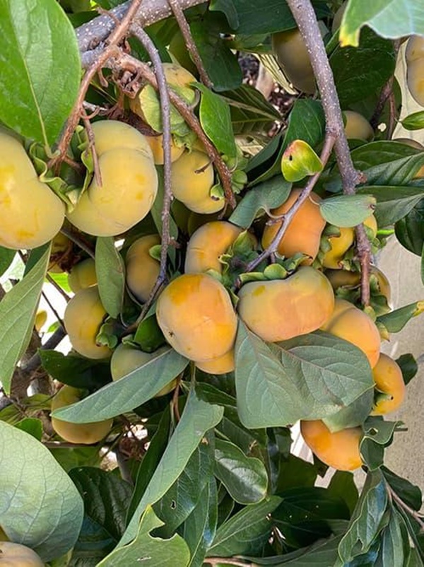 Hoa hậu Dương Mỹ Linh khoe vườn nhà trăm hoa đua nở, cây sai trĩu trái ở Mỹ-10
