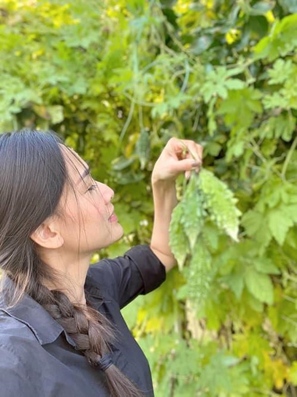 Hoa hậu Dương Mỹ Linh khoe vườn nhà trăm hoa đua nở, cây sai trĩu trái ở Mỹ-13