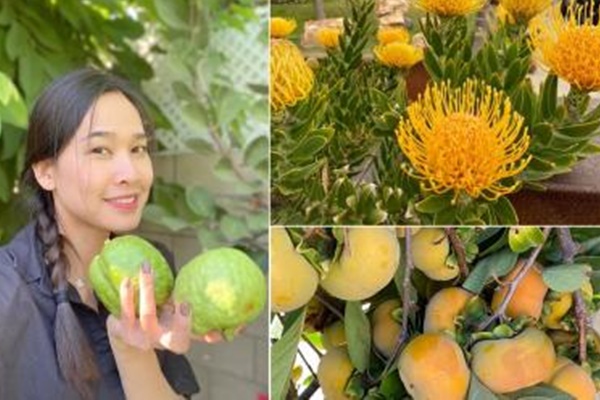 Không chỉ sen, vườn nhà Dương Mỹ Linh ở Mỹ ngập sắc hoa-17