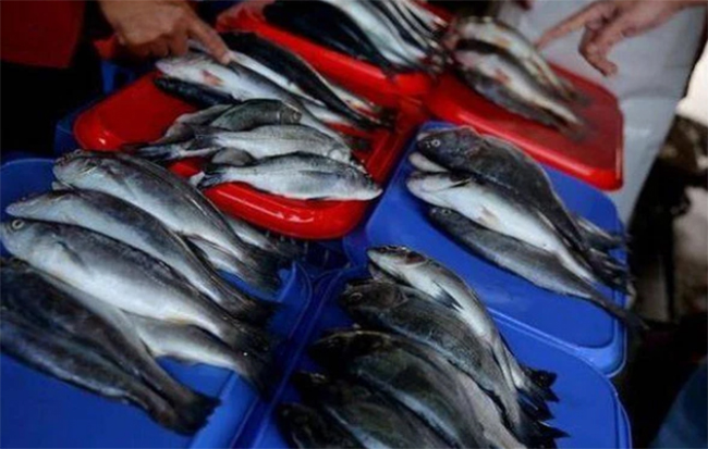 Khi đi chợ, 4 loại cá này dù giá rẻ cũng nên tránh xa, người bán hàng không bao giờ ăn-1