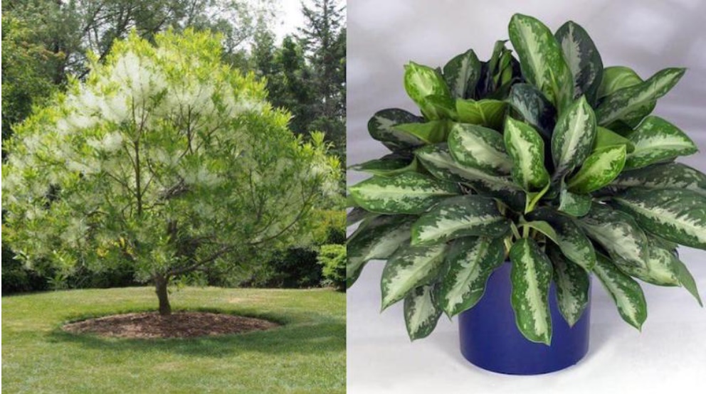 Trước cau sau chuối: 6 loại cây trồng trước cửa nhà chiêu dụ tiền tài phú quý, gia chủ 3 đời hưởng phúc-1