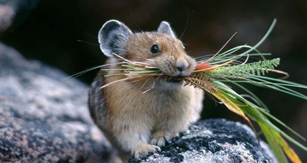 Đúng Rằm tháng 3: 4 con giáp bén duyên với Thần Tài, tiền vào như nước, ngồi không cũng có lộc-1