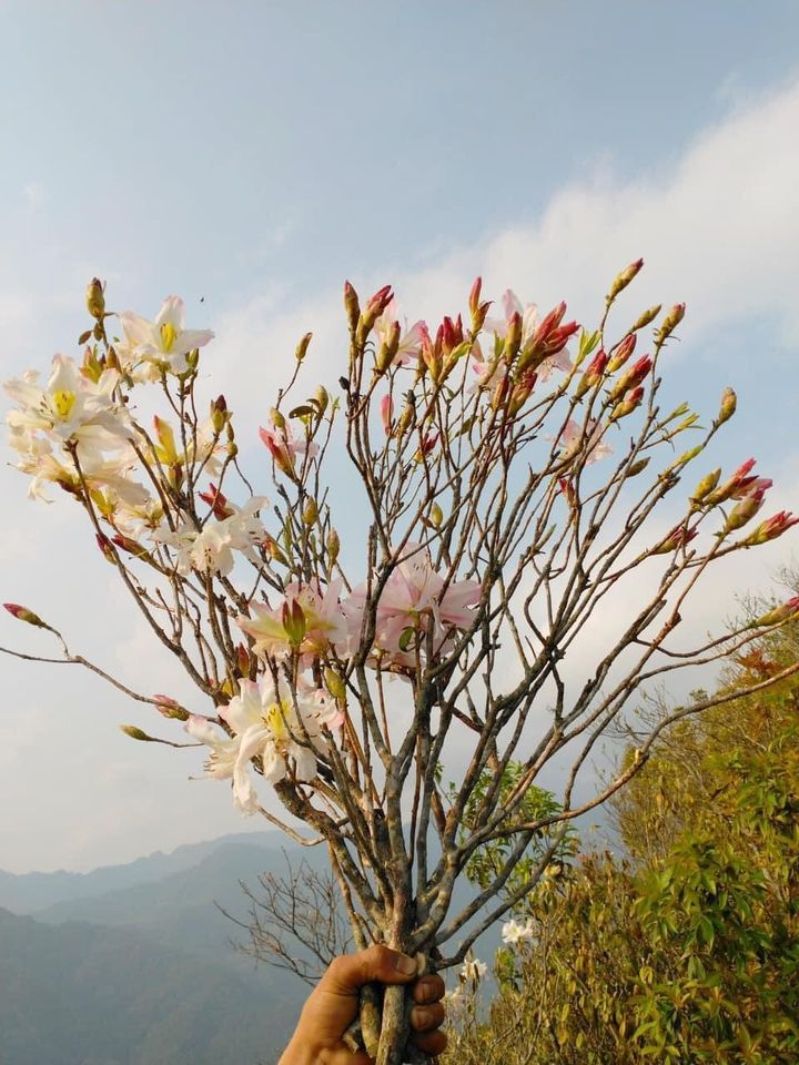 Thú chơi hoa củi khô” Tây Bắc lại rộ loại mới, nụ hoa phớt hồng nở ra trắng muốt hút chị em lùng mua-1