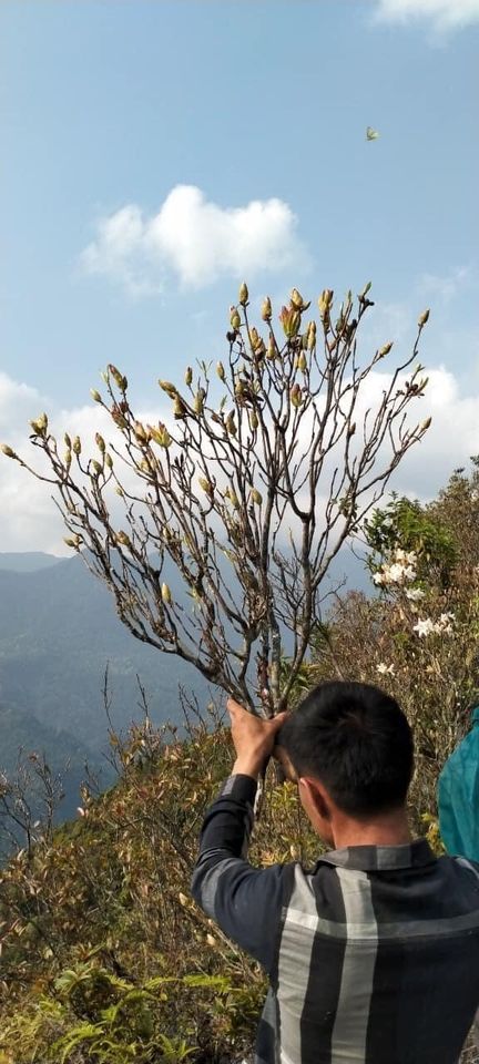 Thú chơi hoa củi khô” Tây Bắc lại rộ loại mới, nụ hoa phớt hồng nở ra trắng muốt hút chị em lùng mua-2