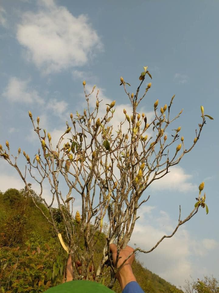 Thú chơi hoa củi khô” Tây Bắc lại rộ loại mới, nụ hoa phớt hồng nở ra trắng muốt hút chị em lùng mua-3