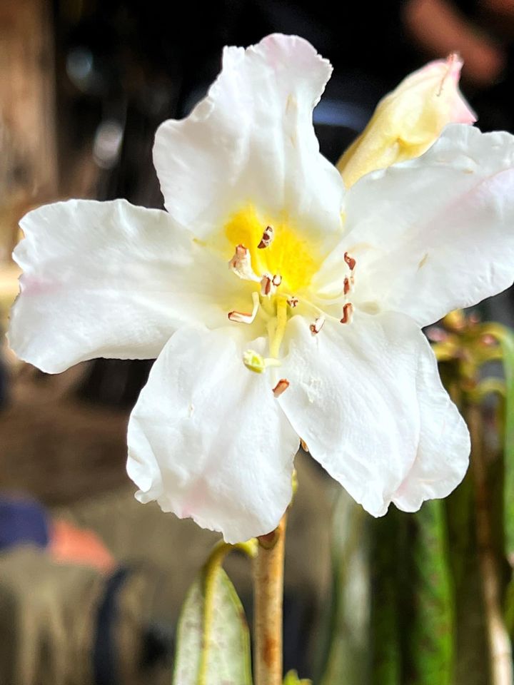 Thú chơi hoa củi khô” Tây Bắc lại rộ loại mới, nụ hoa phớt hồng nở ra trắng muốt hút chị em lùng mua-4